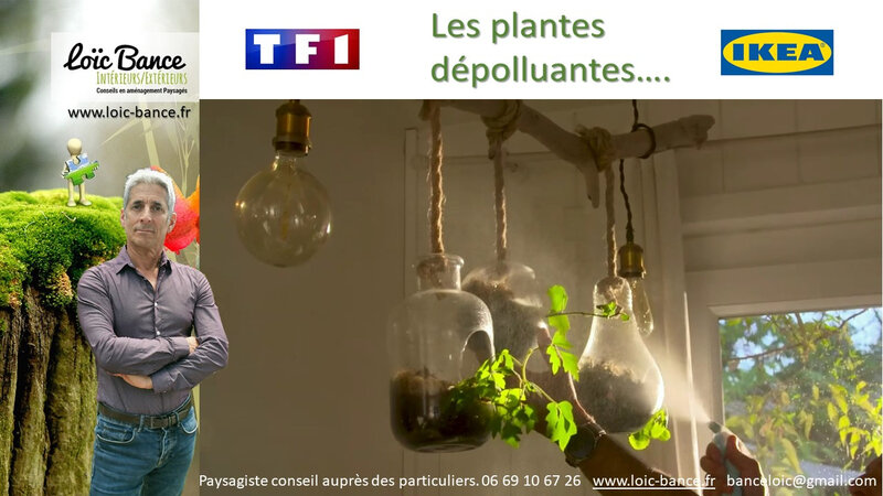 Paysagiste Saint Jean de Luz Plantes depolluantes dans nos maisons