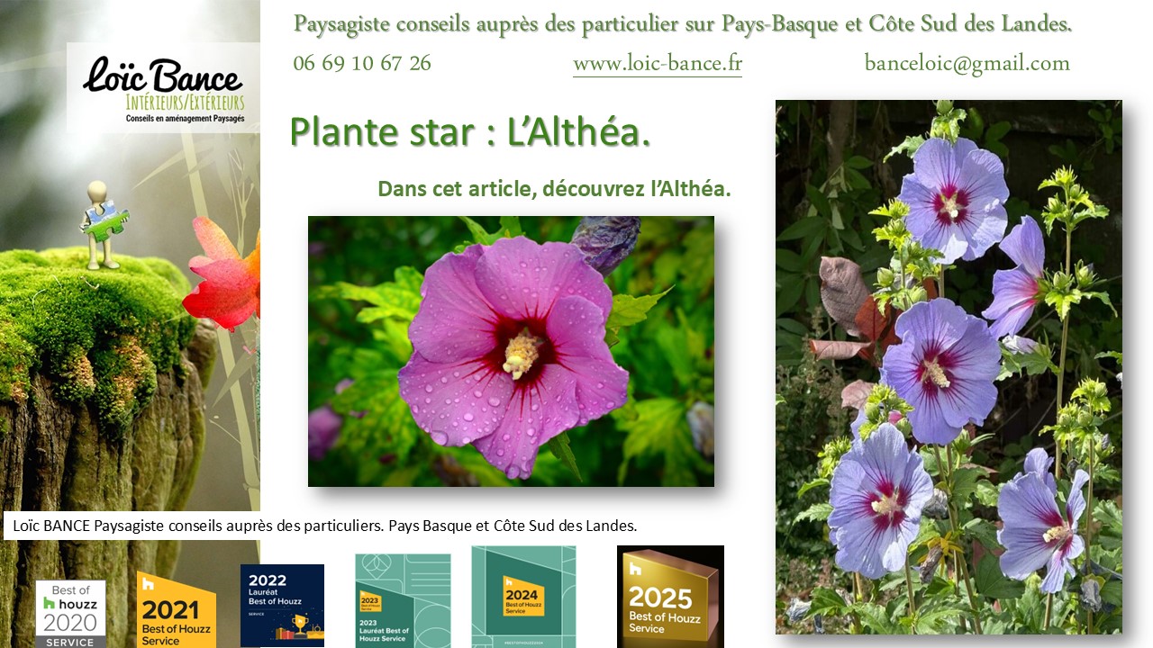 Fiche technique de l'Alth�a Hibiscus par Saint Jean de Luz Paysages