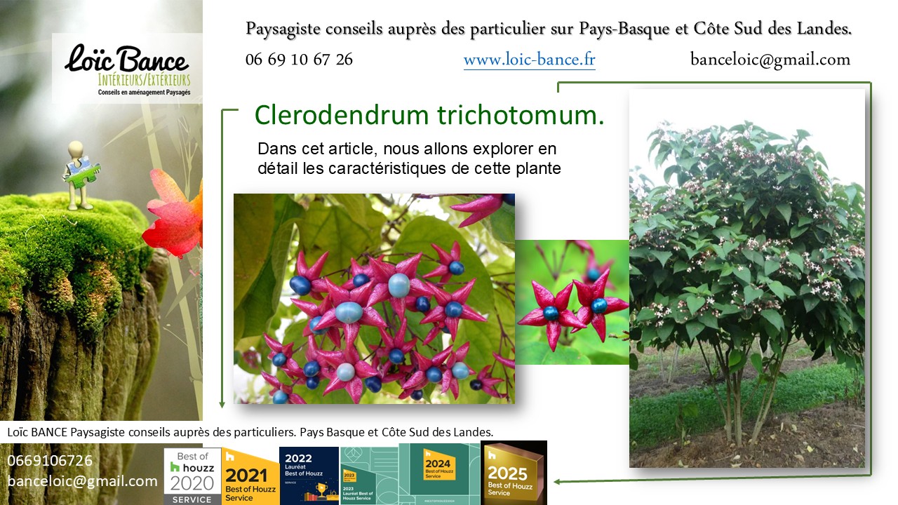 Saint Jean de Luz Paysages Clerodendrum trichotomum Clerodendrum trichotomum